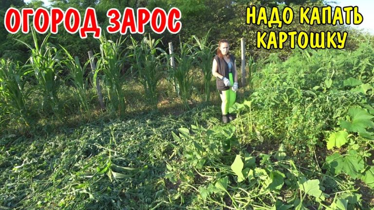 Виталик и Ангелина: покормили кур / картошка выросла надо копать / скосил картошку / уборка огорода / купили продукты