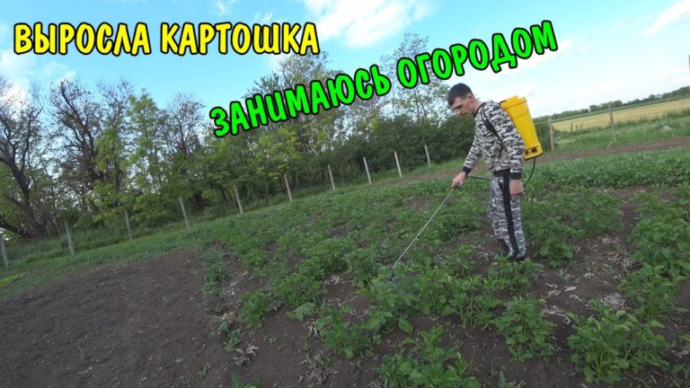 Виталик и Ангелина: выросла картошка / наш огород в Краснодаре / делаю машину / обзор покупок / бочка из-под масла