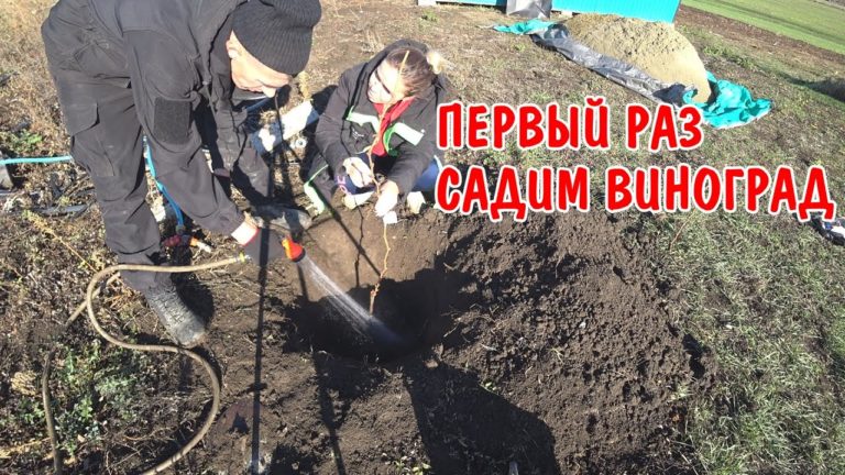 Виталик и Ангелина: ПЕРВЫЙ РАЗ САДИМ ВИНОГРАД / САЖАЕМ ПОЛИВАЕМ РАЗНЫЕ СОРТА / КУПИЛ ПРОДУКТОВ / АНГЕЛИНА ГОТОВИТ УЖИН
