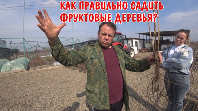 Виталик и Ангелина: КАК ПРАВИЛЬНО САДИТЬ ФРУКТОВЫЕ ДЕРЕВЬЯ / ЯБЛОНЯ, ЧЕРЕШНЯ, СЛИВА, ГРУША /ТЕПЕРЬ У НАС СВОЙ ФРУКТОВЫЙ САД